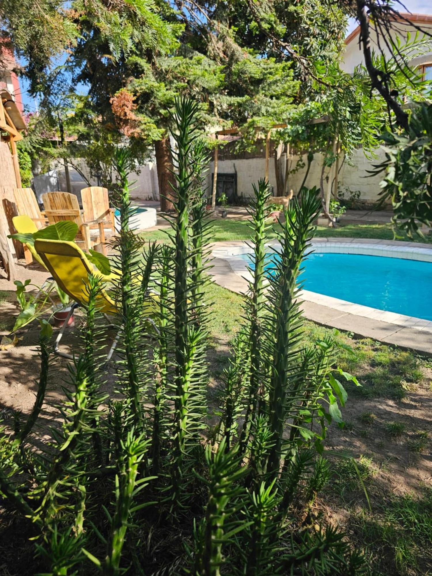 La Araucaria Cabana Con Tinaja San Felipe Exterior foto